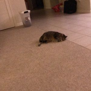 Meet your Posher, Patty